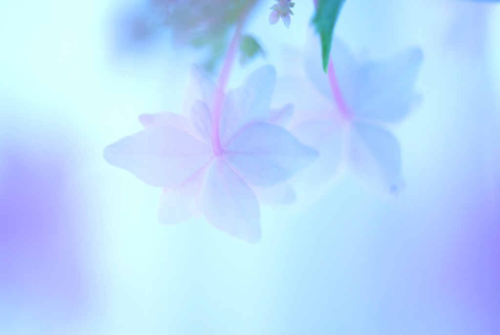 あじさい。　vol.4