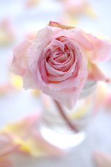 My Garden　Rose