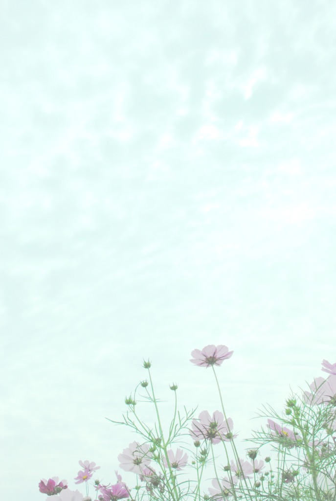 秋　桜
