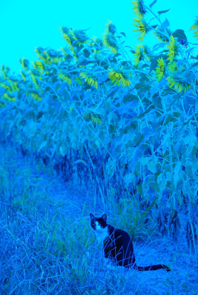 猫とひまわり