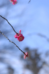 しだれ梅