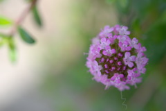 タイムの花　vol.1
