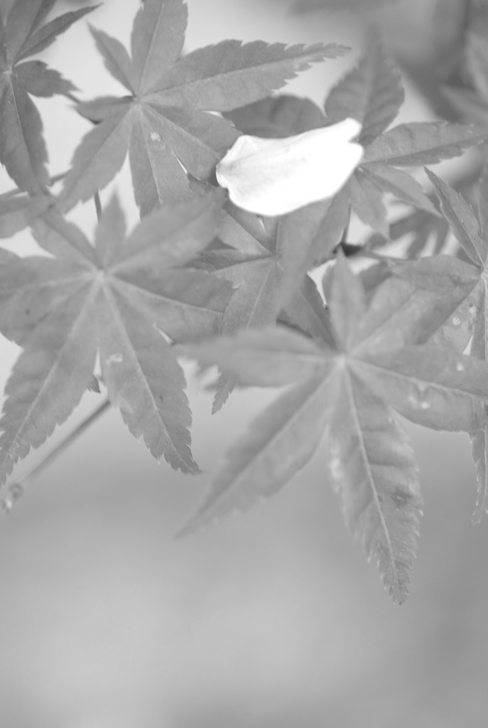 はらり。。 in　monochrome