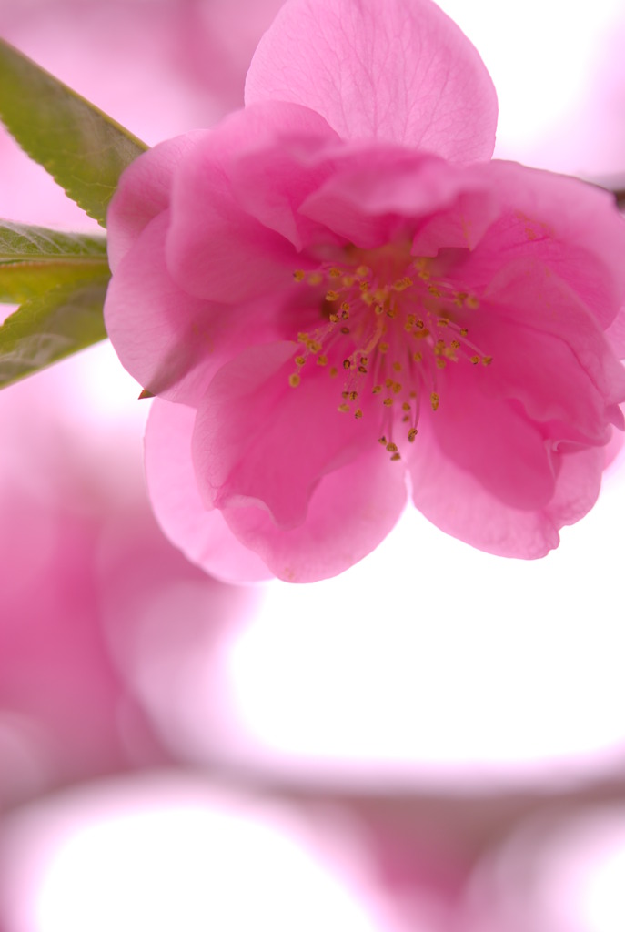 きらきら　八重桜