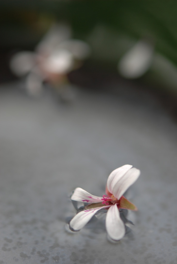 ひとひら。。