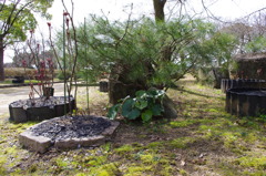 276姫路城内三の丸　牡丹園