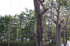 293　姫路城お堀のすだれ柳