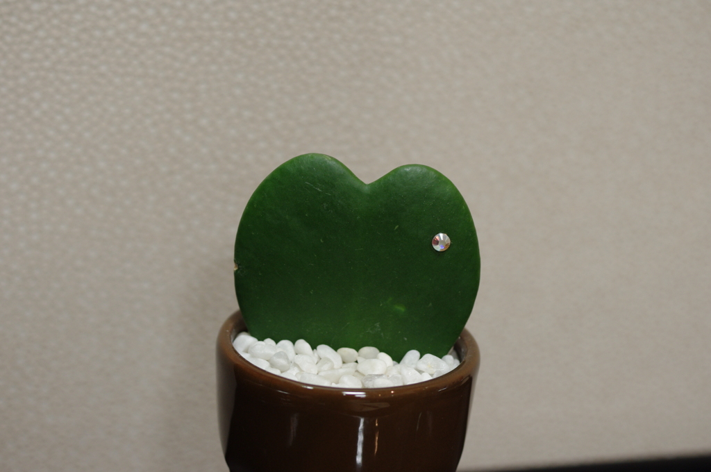 015マザーソーフ