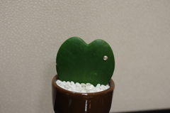 015マザーソーフ