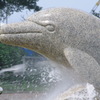 066　いるかの水遊び