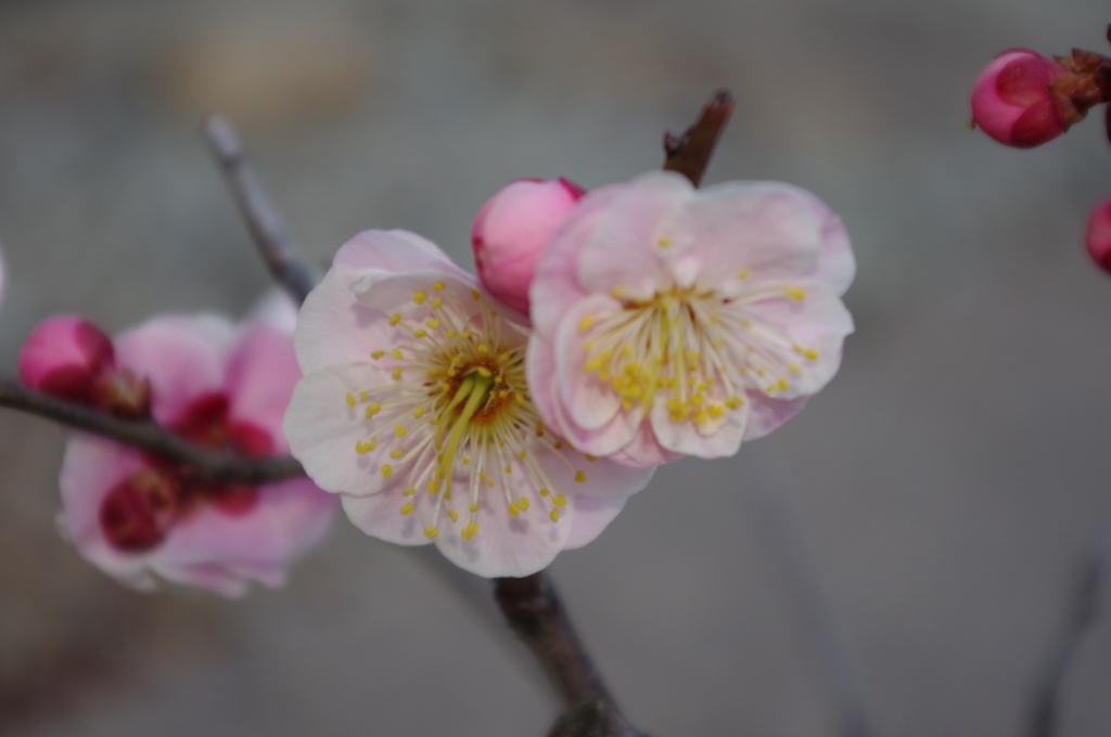 　花梅