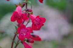 084　可愛い花ですね。