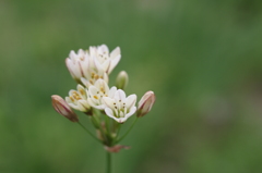 096