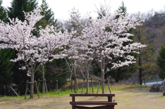 121公園のさくら