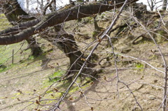 269　姫路城の根強い桜の根っこ