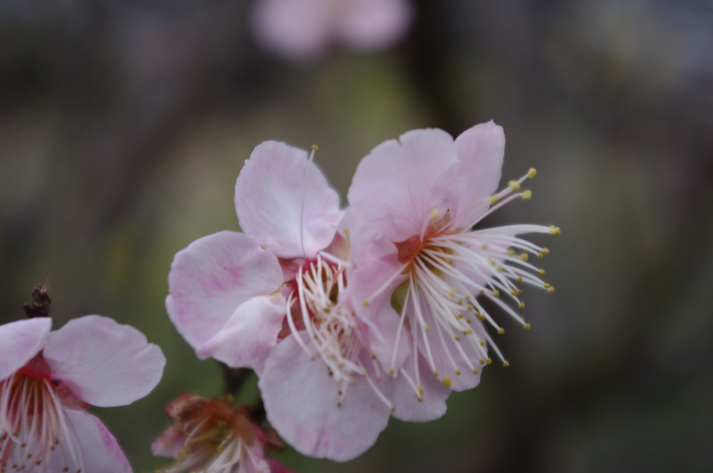 　梅の花