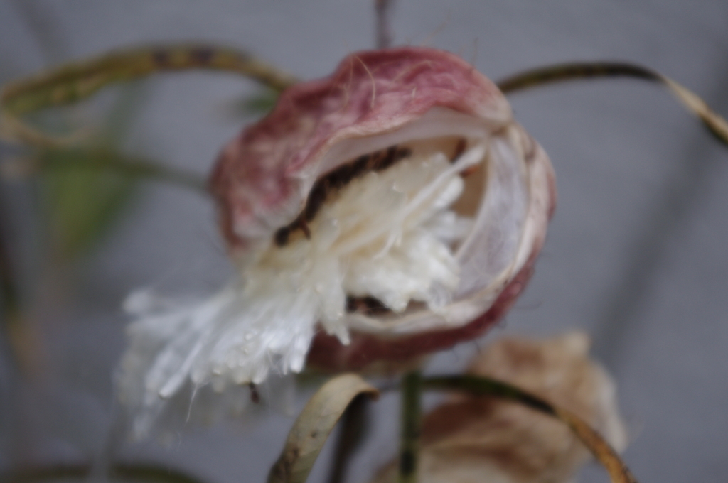 070綿の実開花