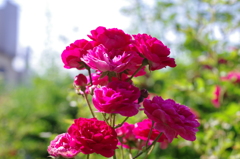 033薔薇