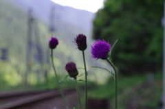 IMGP3456　　線路わきのあざみ花