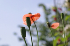 033
