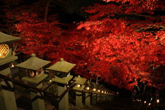 晩秋の紅葉2