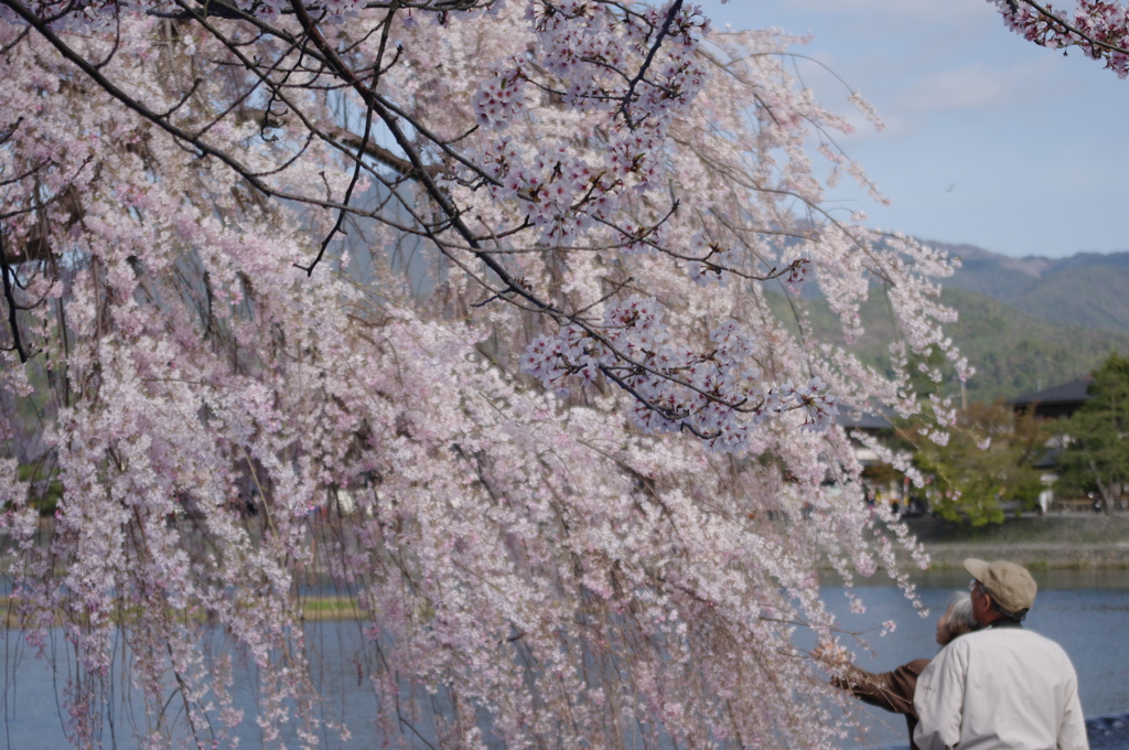 桜