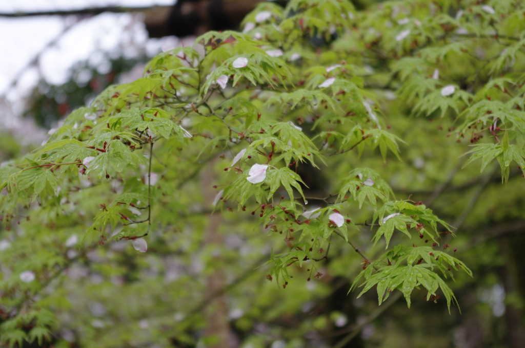 桜の花びらと新緑