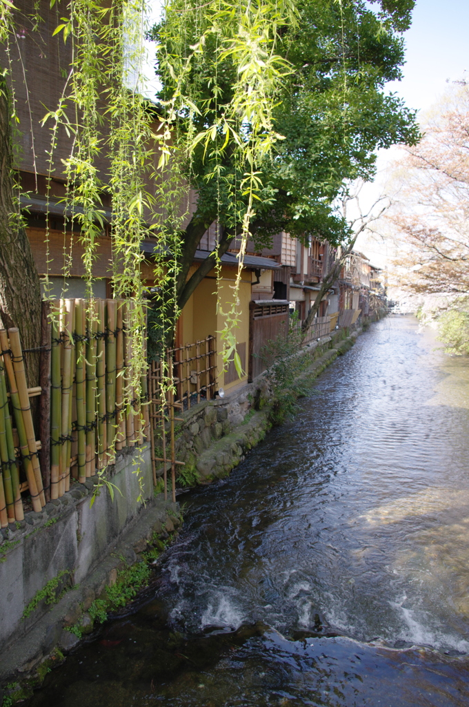 京都　祇園白川１