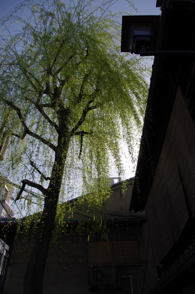 京都　祇園白川３