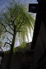 京都　祇園白川３