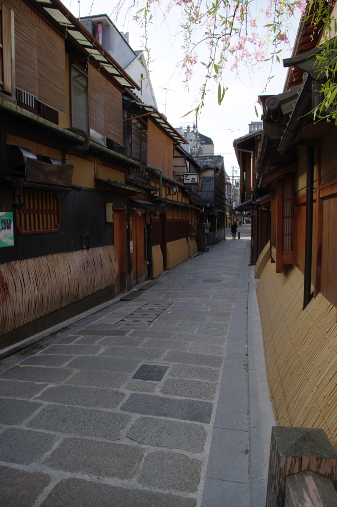 京都　祇園白川２