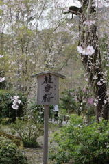 枝垂桜
