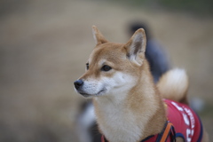 柴犬のアンです!