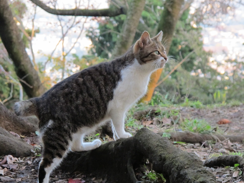 ねっこにねこ