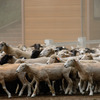 羊の大群
