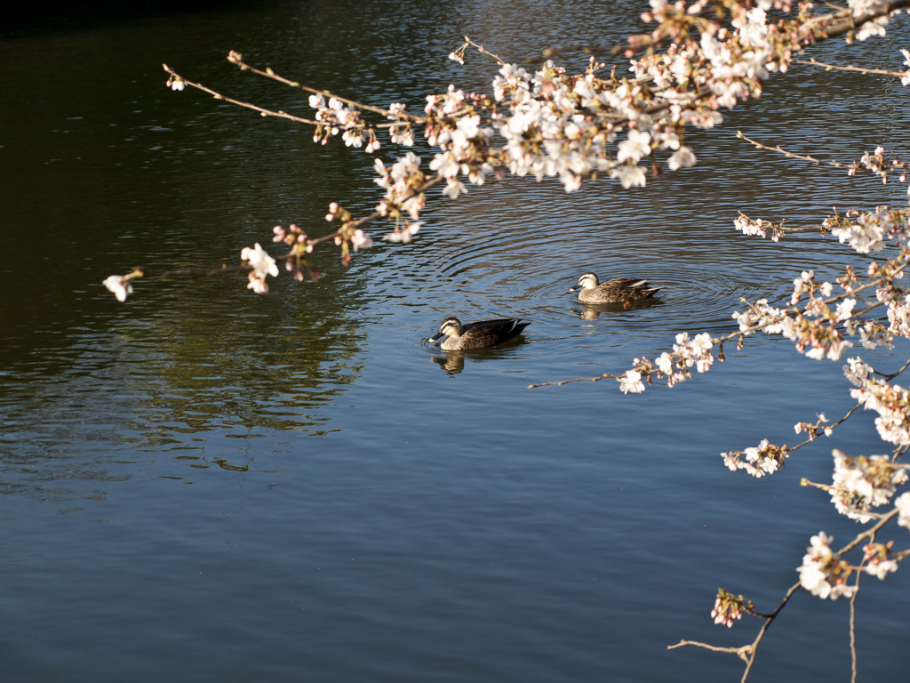 桜とカモ