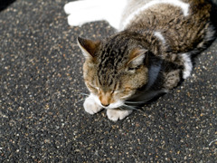 日溜まり猫