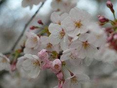 桜＿２