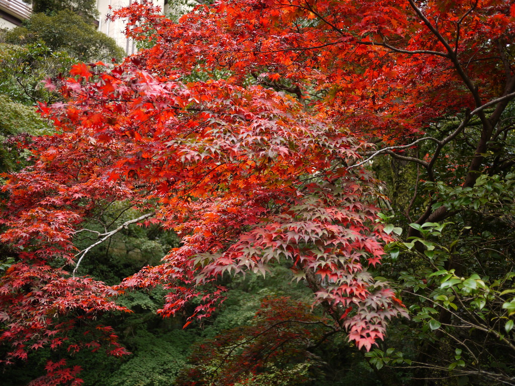 ギリ紅葉