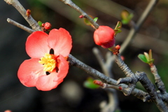 木瓜の花