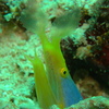 ハナヒゲウツボ
