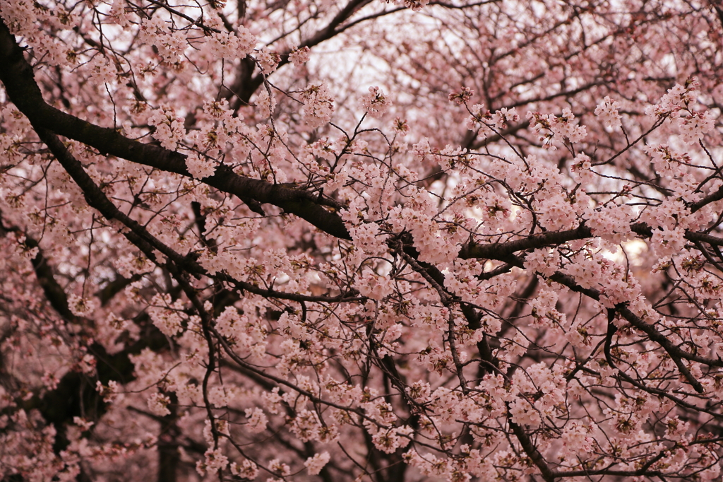 ピンクの桜