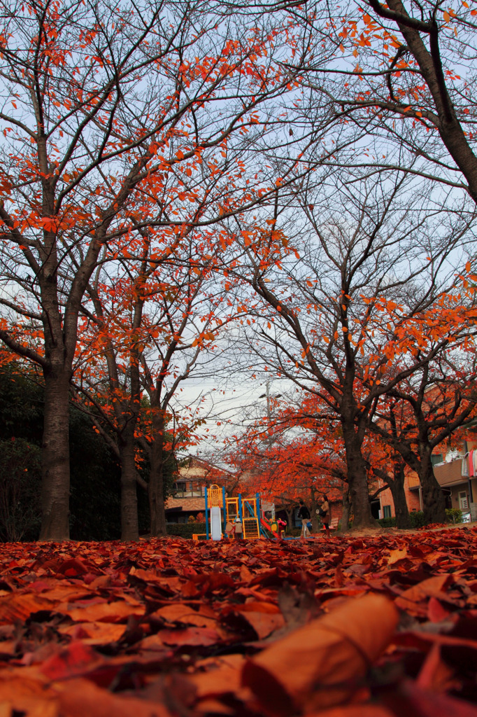 大東公園の紅葉