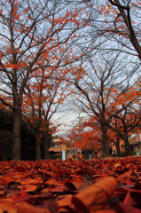 大東公園の紅葉