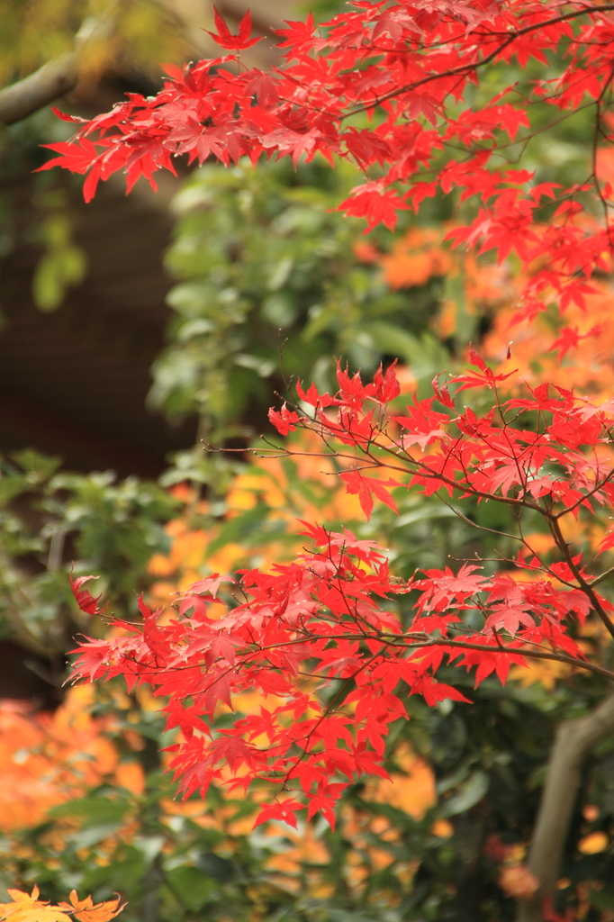紅葉２００９　In 須磨寺