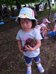 ぶどう狩り！