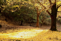 奈良公園銀杏