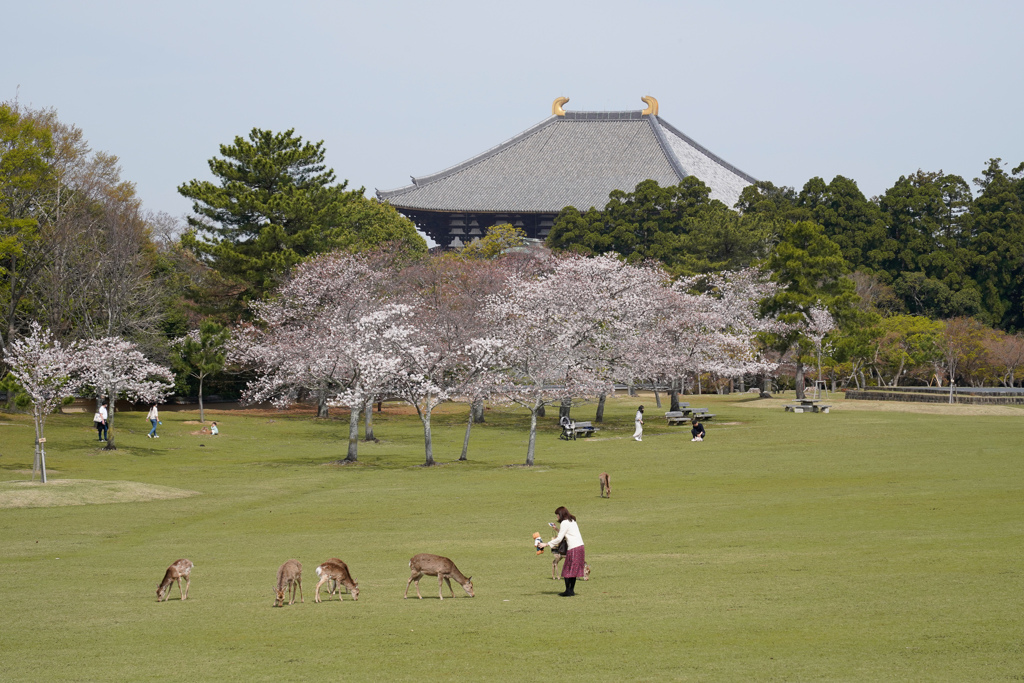 東大寺桜