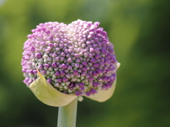 京都府立植物園４