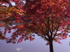 正倉院大池の紅葉
